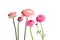 Beautiful fresh ranunculus flowers on white background