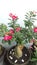 Beautiful and fresh red adenium flower bonsai tree..