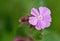 Beautiful fresh Red Campion against a blurred green background