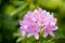 Beautiful fresh rododendron flower head on a blurred green plant