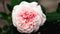 Beautiful fresh rose in garden,petal Blooming rose