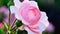 Beautiful fresh rose in garden,petal Blooming rose bud bouquet