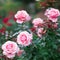 Beautiful fresh rose in garden,petal Blooming rose bud bouquet