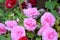 Beautiful fresh Solenia Light Pink Begonia Plant Closeup