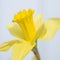 Beautiful fresh Spring daffodil macro close up image