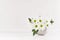 Beautiful fresh spring white gerberas with yellow eyes in silver modern vase in modern soft light white interior.