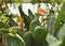 Beautiful fresh Strelitzia flowers with large green leaves