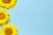 Beautiful fresh sunflowers on blue background. Flat lay, top view, copy space. Autumn or summer Concept, harvest time, agriculture