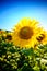 Beautiful fresh sunflowers in the summer field