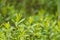 Beautiful, fresh, vibrant leaves of a bog myrtle after the rain.