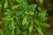 Beautiful, fresh, vibrant leaves of a bog myrtle after the rain.