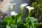 Beautiful fresh white flowers and green leaves of Zantedeschia plant, commonly known as arum or calla lily in sunny Spanish summer