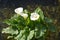 Beautiful fresh white flowers and green leaves of Zantedeschia plant, commonly known as arum or calla lily in sunny Spanish summer