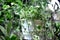 Beautiful fresh white and green leafy hoya plant