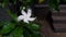 Beautiful and fresh white jasmine flowers, with the Latin name tabernaemontana divaricata