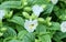 Beautiful Fresh White Torenia or Wishbone Flowers