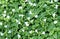 Beautiful Fresh White Torenia or Wishbone Flowers