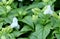 Beautiful Fresh White Torenia or Wishbone Flowers