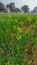 Beautiful fresh Yellow color flowers on water drops. Green crops farm field.