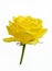 A beautiful fresh yellow rose