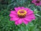 beautiful and fresh zinnia elegans flower