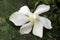 Beautiful freshly flowered white jasmine in the sunny spring garden