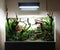 Beautiful freshwater aquascape with live aquarium plants