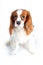 Beautiful friendly cavalier king charles spaniel dog. Purebred canine trained dog puppy. Blenheim spaniel dog puppy on