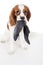 Beautiful friendly cavalier king charles spaniel dog. Purebred canine trained dog puppy. Blenheim spaniel dog puppy