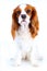 Beautiful friendly cavalier king charles spaniel dog. Purebred canine trained dog puppy. Blenheim spaniel dog puppy