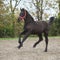 Beautiful friesian foal running on sand in autumn