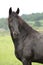 Beautiful friesian horse on pasturage