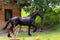 Beautiful Friesian horse running outside stables