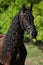 Beautiful friesian horse with spring green on the background