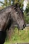 Beautiful friesian horse wit long mane