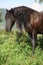 Beautiful friesian horse wit long mane