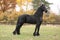 Beautiful friesian stallion in autumn