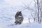 Beautiful  frightened  gray cat on the white snow next to the branches covered with frost. Concept of lost pet or stray animal