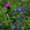 A beautiful and frightening thistle against a background of tender blue flowers.