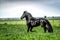 A beautiful Frisian stallion running free.