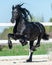 Beautiful frisian stallion running at full speed