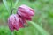 Beautiful fritillaria flower blossom in park