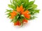 Beautiful fritillaria flowers