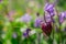 beautiful  fritillaria meleagris, chess flowers in garden