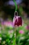 beautiful  fritillaria meleagris, chess flowers in garden