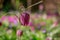 beautiful  fritillaria meleagris, chess flowers in garden