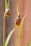 Beautiful Fritillaria uva-vulpis Purple bulbs with Yellow ending