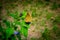 Beautiful fritillary butterfly collects nectar on hibiscus flower in the garden. Speyeria aglaja, Argynnis aglaja butterfly in the