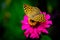 Beautiful fritillary butterfly collects nectar on Zinnia flower in the garden. Speyeria aglaja, Argynnis aglaja butterfly in the