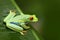 Beautiful frog in forest, exotic animal from central America. Red-eyed Tree Frog, Agalychnis callidryas, animal with big red eyes,